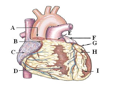 Circulatory System  on Circulatory System  Powerpoint    45 Mins   Emt B