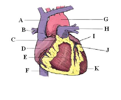 Circulatory System  on Circulatory System  Powerpoint    45 Mins   Emt B