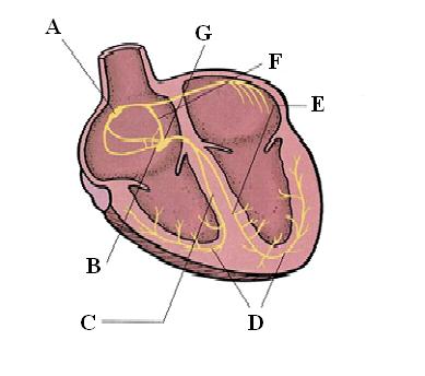 Circulatory System  on Circulatory System  Powerpoint    45 Mins   Emt B