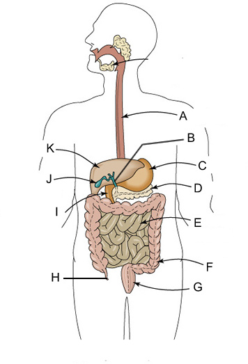 Digestive System Quiz Questions And Answers - ProProfs Quiz