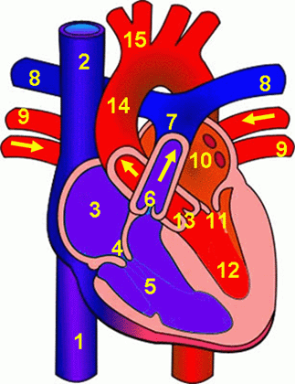 circulatory system diagram. human circulatory system