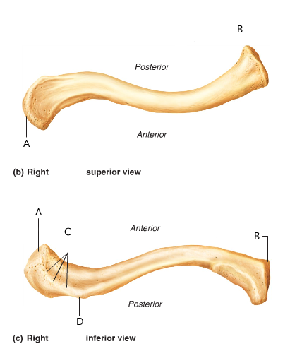 Anatomy And Physiology 141 Lab Practical 2 - ProProfs Quiz