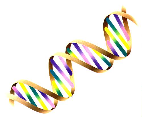 the dna molecule of