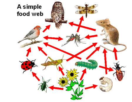 food chain diagram. Q.8), Study this diagram: