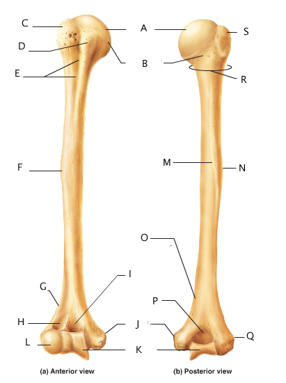 Anatomy And Physiology 141 Lab Practical 2 - ProProfs Quiz