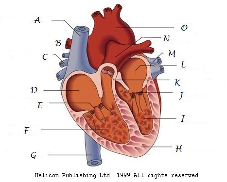 Heart Diagram