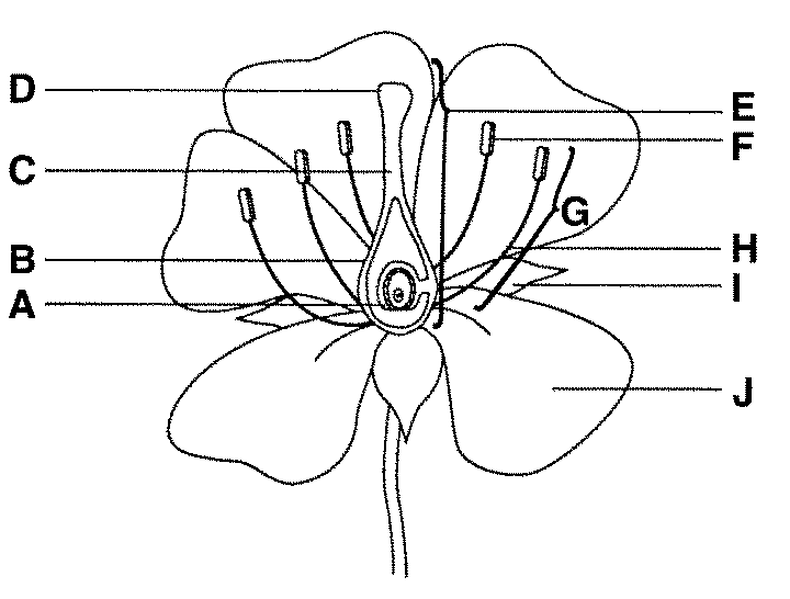 Plant Quiz Anatomy Of A Flower ProProfs Quiz