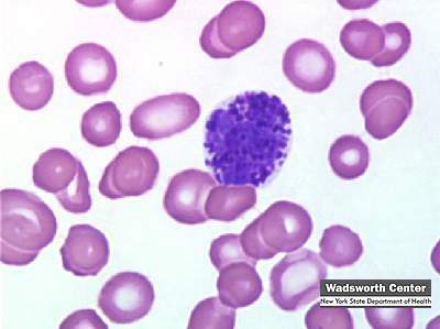 Identifying Leukocytes - ProProfs Quiz