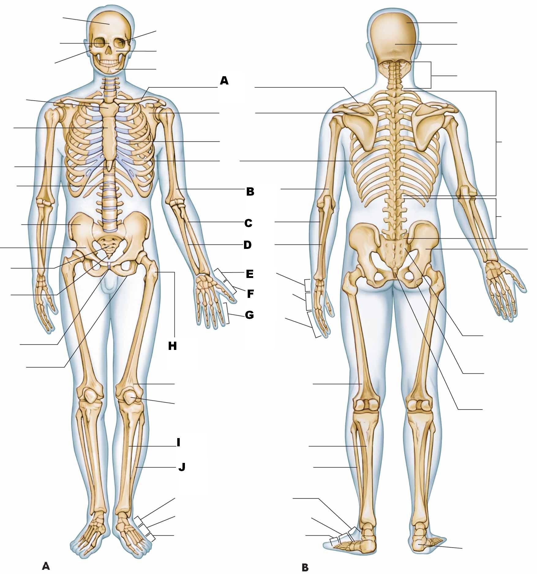 Anatomy Quiz On Bones - Anatomy Drawing Diagram