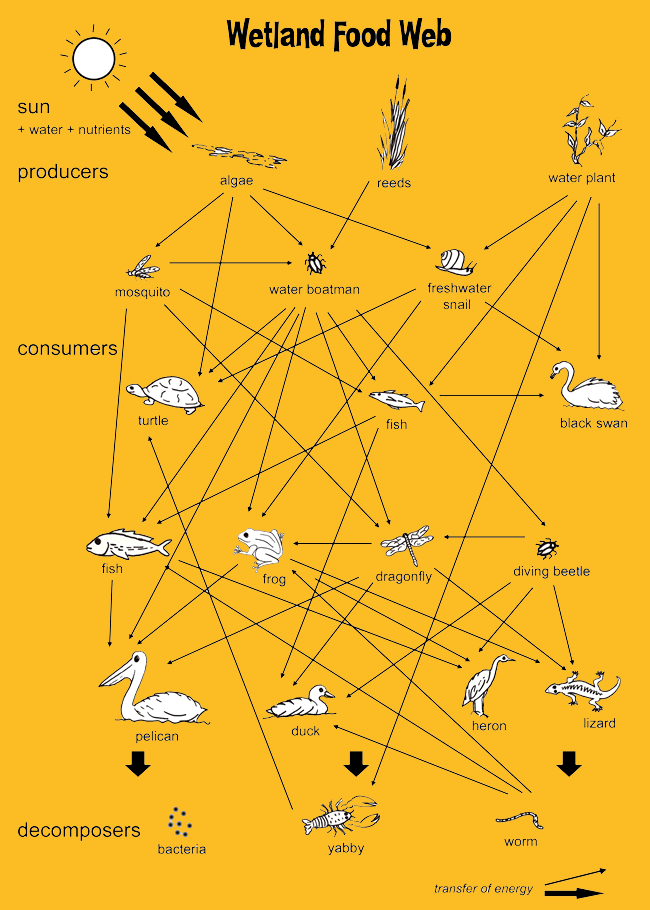 food chain diagram. desert food chain diagram.