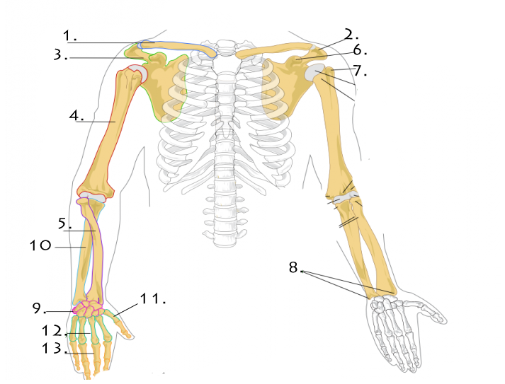 Upper Limb Bones