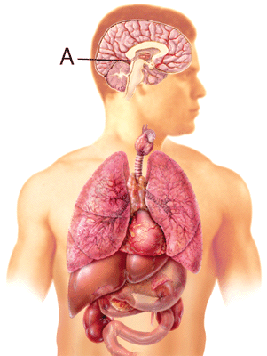 Steroid hormones in the human body