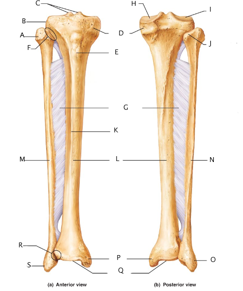 Anatomy And Physiology 141 Lab Practical 2 - ProProfs Quiz