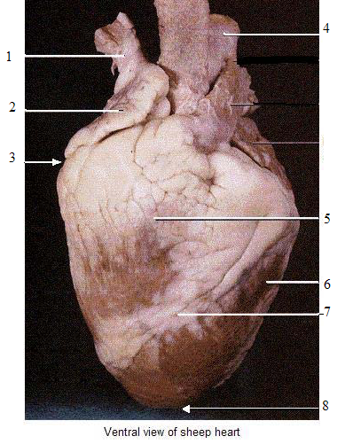 Heart Model Contiunued - ProProfs Quiz