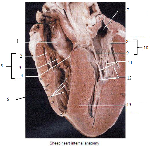 What is 6 on the diagram on the sheep heart? - ProProfs ...