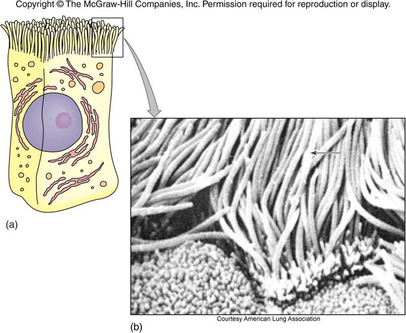 44. NAME THIS CELL ORGANELLE: ¡Numerous, short hair-like projections ...