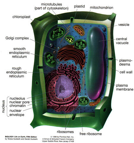 chromosomes in animal cell. Plant cells, Animal Cells,