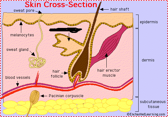 Integumentary System Skin Parts - ProProfs Quiz