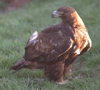 quiz prey conservancy hawk trust birds proprofs