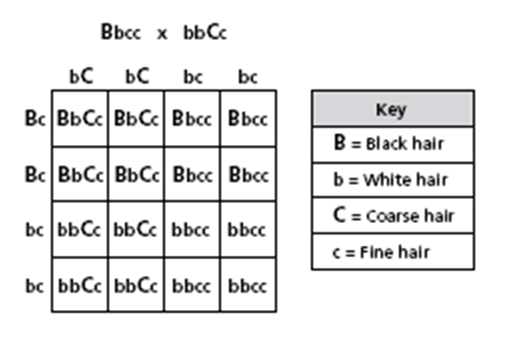 Minitab 14 Software Free