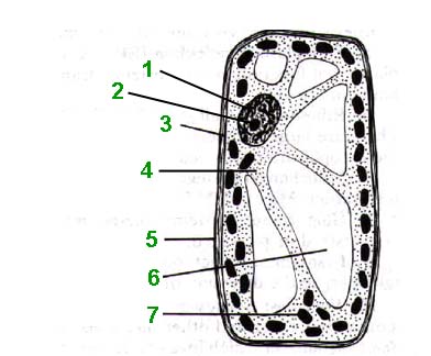 animal cell structure and function. Or is the animal cell bigger