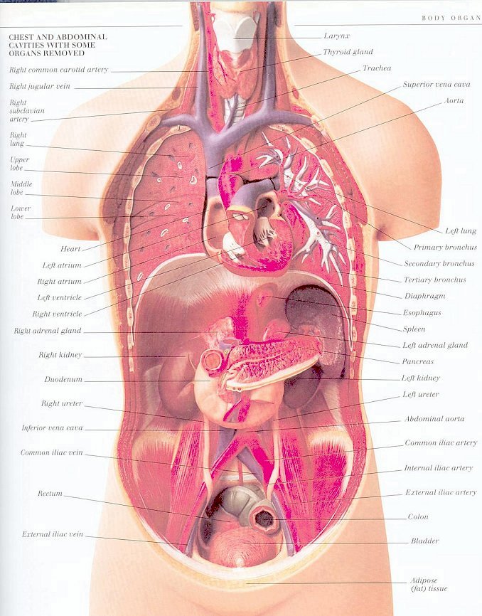 human body anatomy. ANATOMY - the incredible human