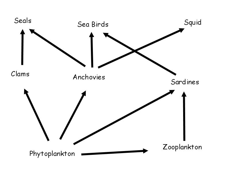 rainforest food chain diagram. tropical rainforest food web diagram. +reef+food+web+diagram