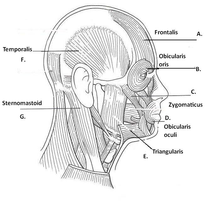 Muscles And Bones Of The Face - ProProfs Quiz