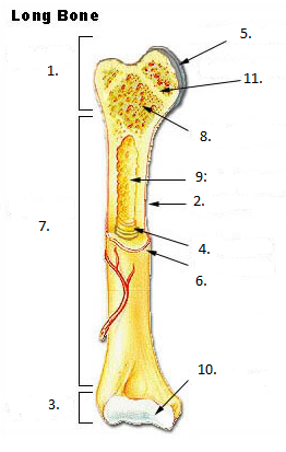 Common Types Of Fractures Part 2 - ProProfs Quiz