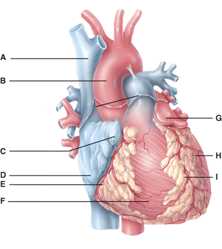 Circulatory System (the Heart) - ProProfs Quiz