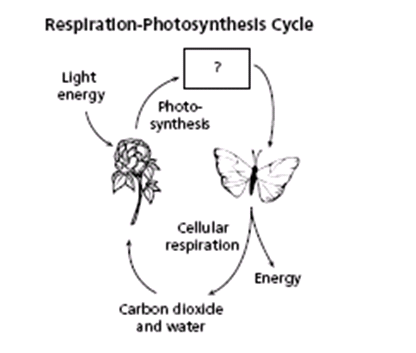 cellular respiration cycle. for respiration belong in