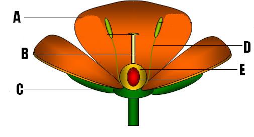 animal cell diagram for kids labeled. Labeled Animal Cell Diagram