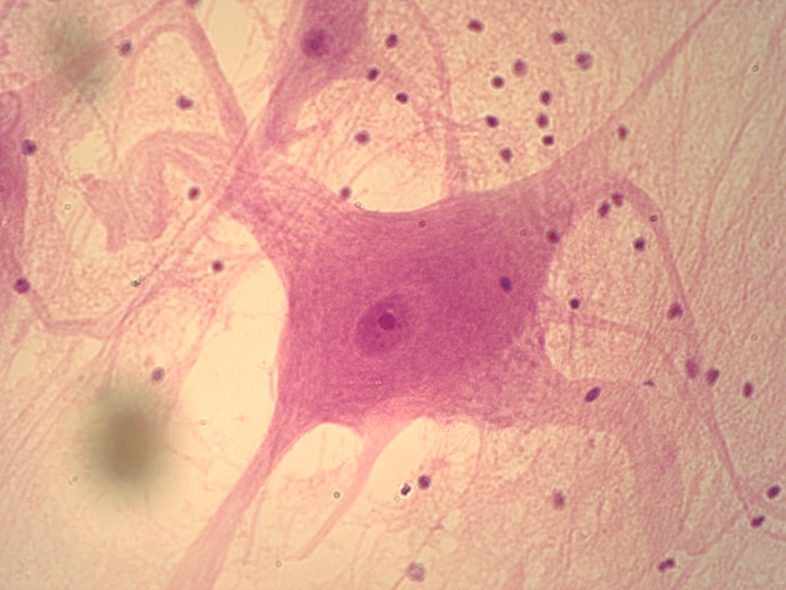 Muscle And Nervous Tissue Quiz ProProfs Quiz