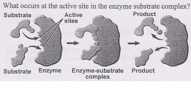 enzyme substrate complex. enzyme substrate complex?