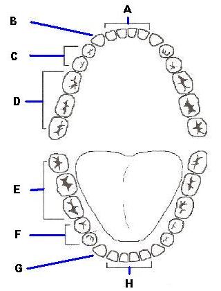 printable diagram of human teeth