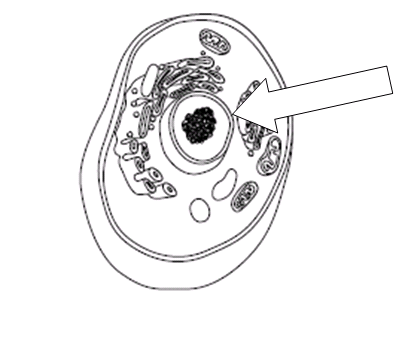 plant and animal cell parts. What part of the cell is