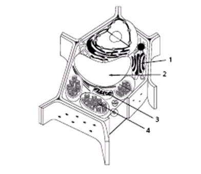 plant cell and animal cell. Plant and Animal Cell