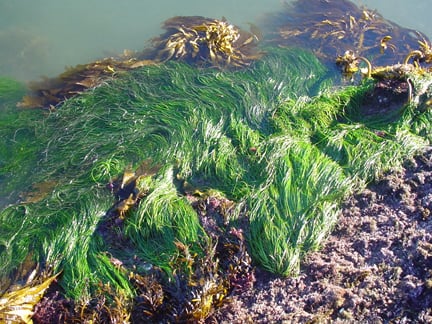 Is seaweed a producer?