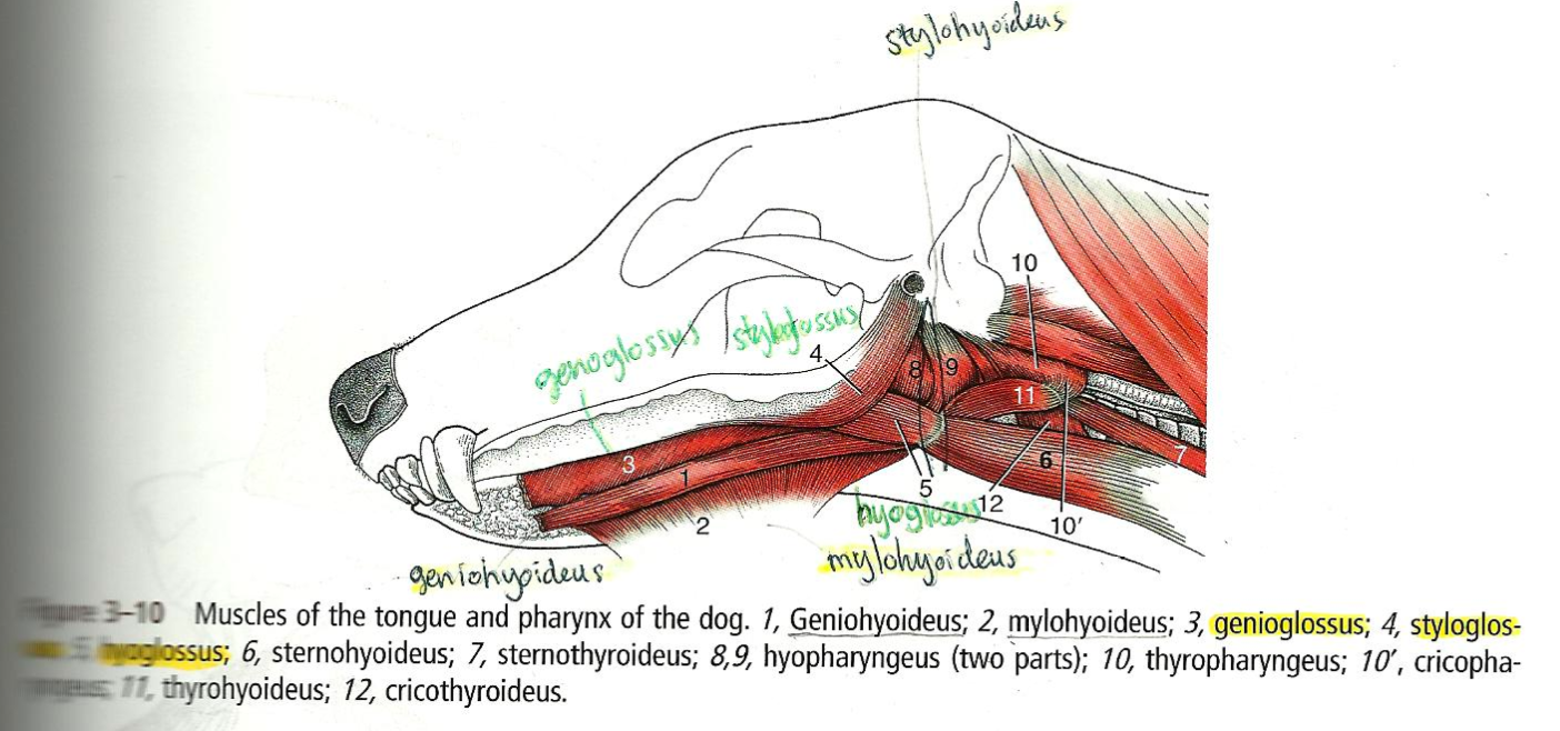 Anatomy II - Class - ProProfs Quiz