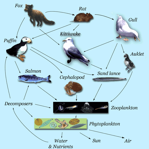 ocean food chain worksheet. FOOD WEB AND FOOD CHAIN