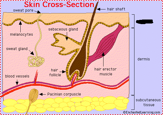 Integumentary System Skin Parts - ProProfs Quiz