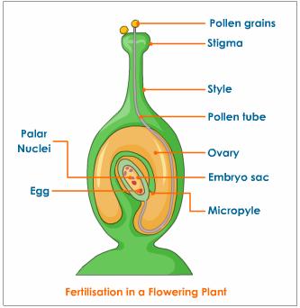 What is Fertilisation in Plants?