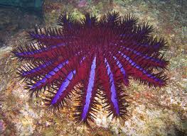 barrier reef ecosystem great proprofs quiz creature