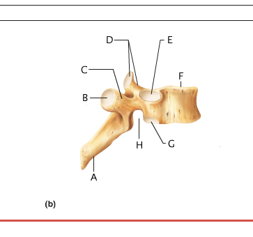 Anatomy And Physiology 141 Lab Practical 2 - ProProfs Quiz