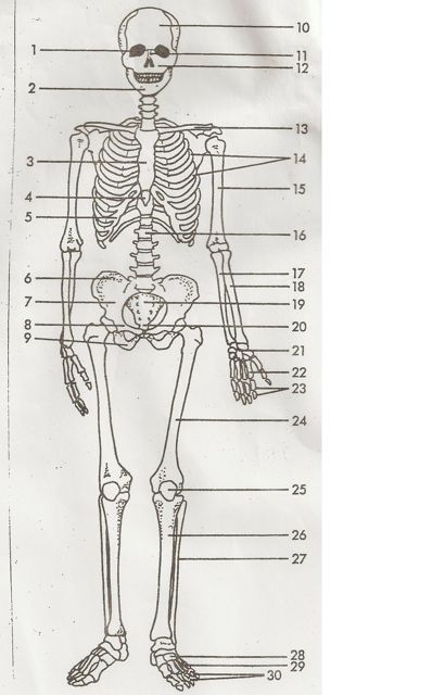 Anatomy & Physiology Final Exam - ProProfs Quiz