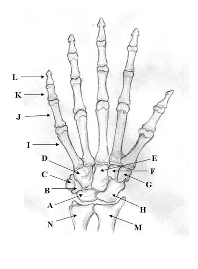 Bones Of The Upper Limb - ProProfs Quiz