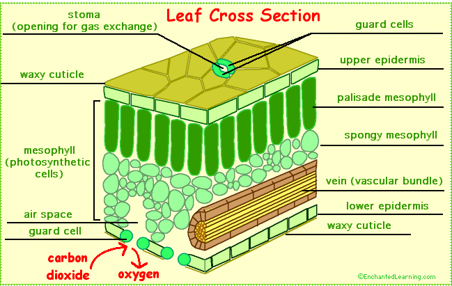 Leaf Structure And Its Functions/ Photosynthesis - ProProfs Quiz