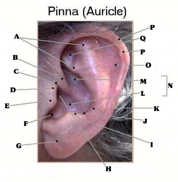 Outer Ear Anatomy - ProProfs Quiz