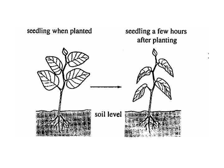 Plant Revision ProProfs Quiz
