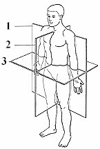 Blank Printable Anatomical Position - Portal Tutorials